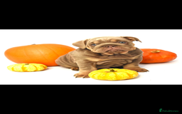 English Bulldog dogs for sale: English bulldogs - Image 2