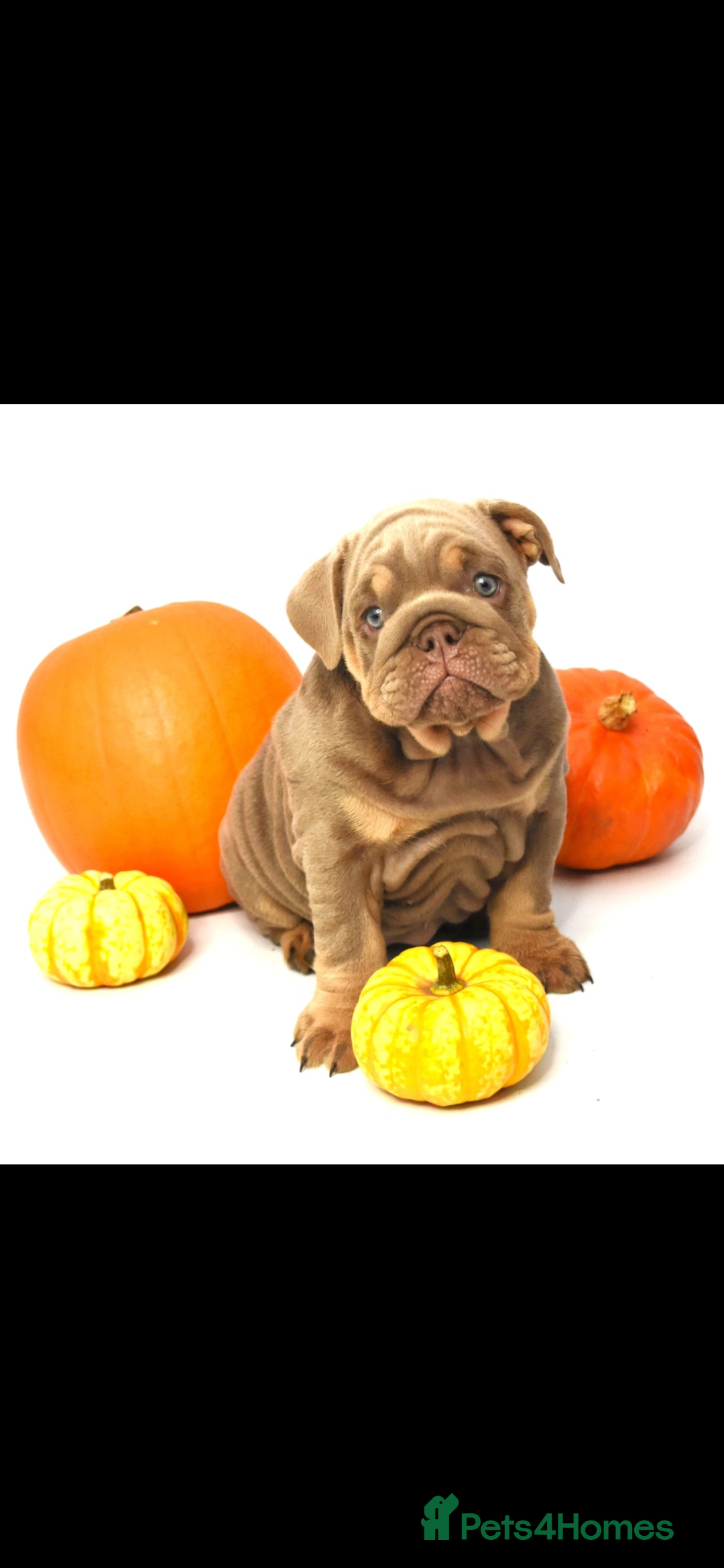 English Bulldog dogs for sale: English bulldogs - Image 2