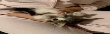 Mixed Breed 4