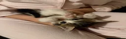 Mixed Breed cats for sale: Adorable Litter-Trained Kittens for Sale 🐾 in Birmingham - Advert 4
