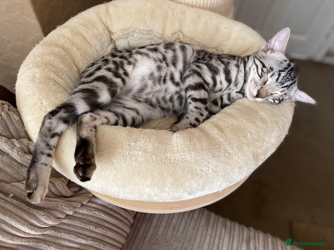 Bengal cats for sale: ⭐️Silver (black) Spotted Bengal TICA registered ⭐️ - Advert 2