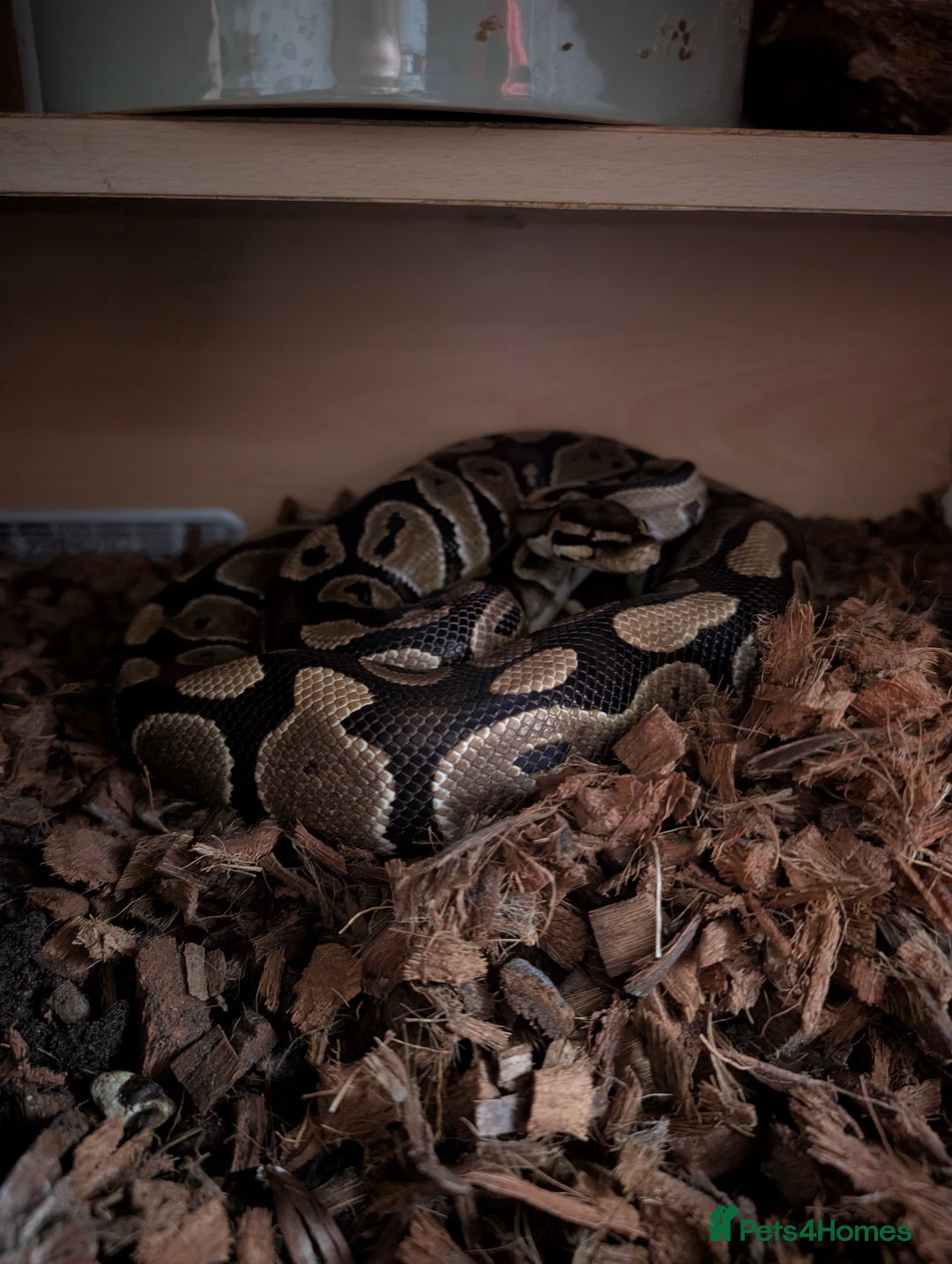 Python Snake reptiles for sale: Boris - Ball Python - Advert 2