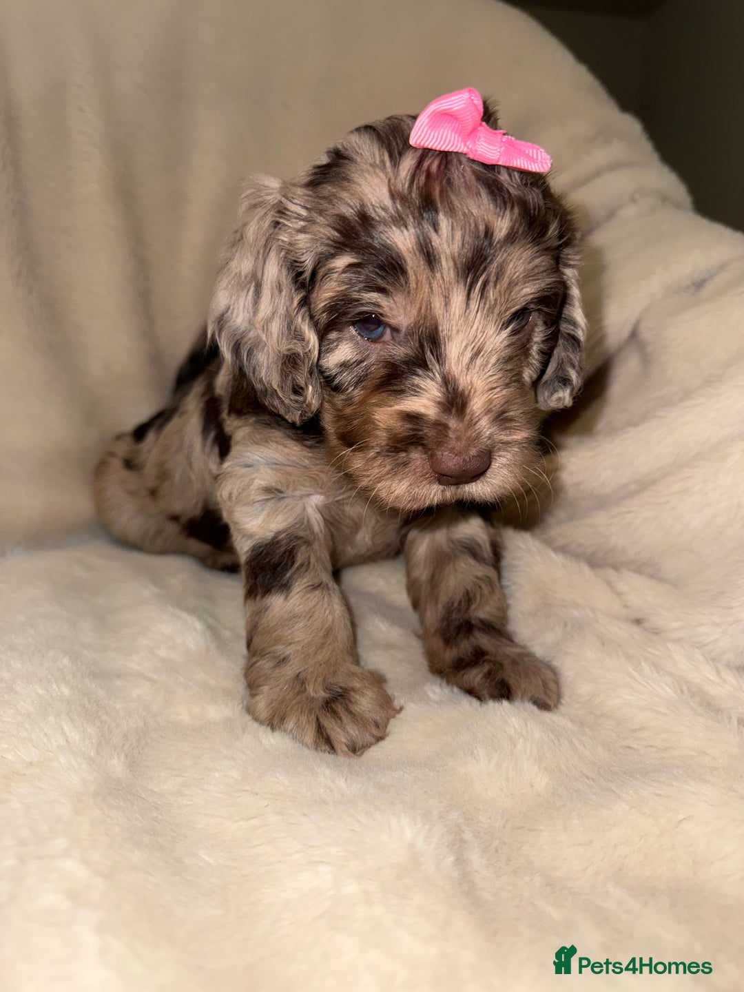 Cockapoo dogs for sale: F1 Cockapoo puppies  - Image 21