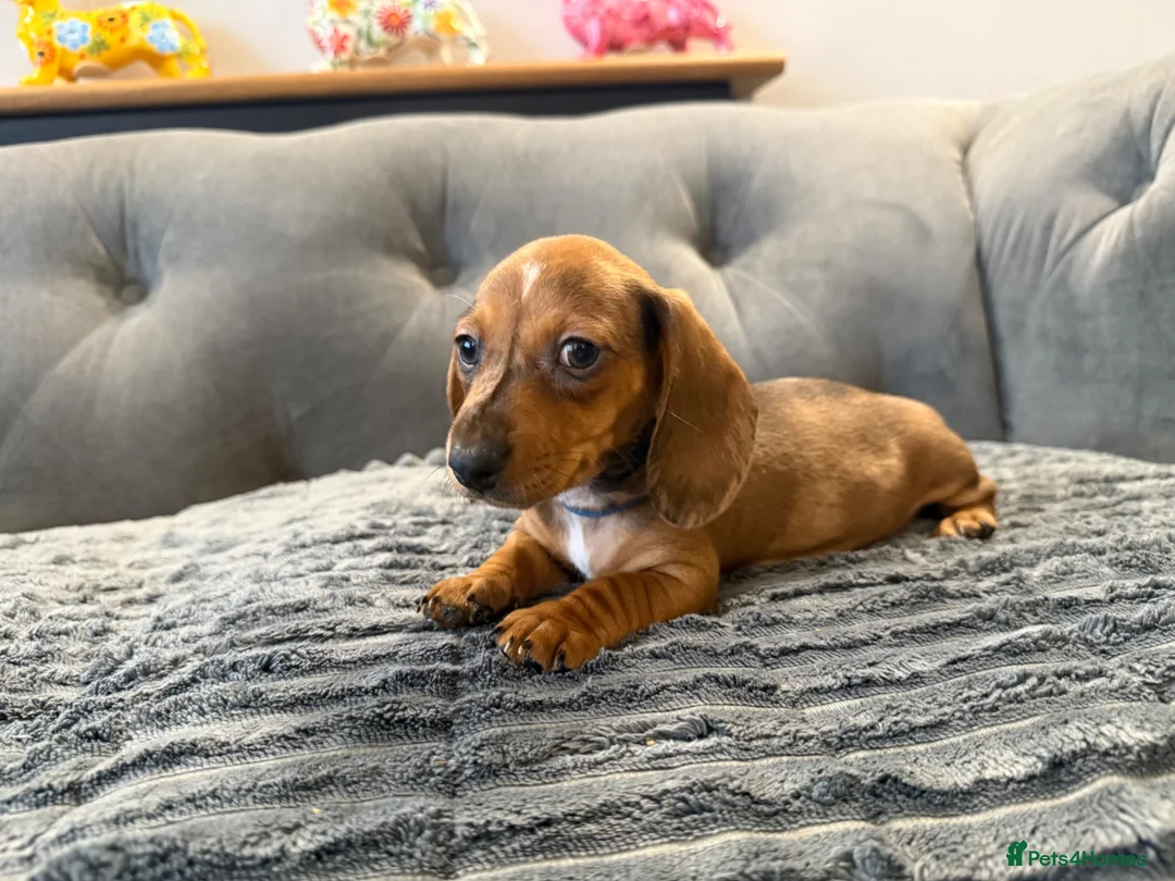 Miniature Dachshund dogs for sale: Last 3 pups!  - Advert 7