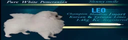 Pomeranian dogs for sale: Teddy face Pomeranians  - Advert 10