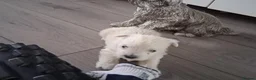 West Highland Terrier dogs for sale: Little White Explorers with a Westie Spirit in Dundee - Advert 3