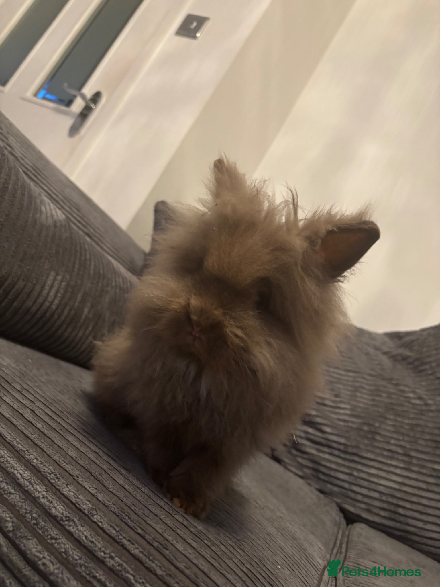 Lionhead rabbits Double Maned Lionhead  - Advert 1