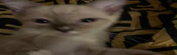 Ragdoll cats for sale: Ragdoll cross kittens  - Advert 9