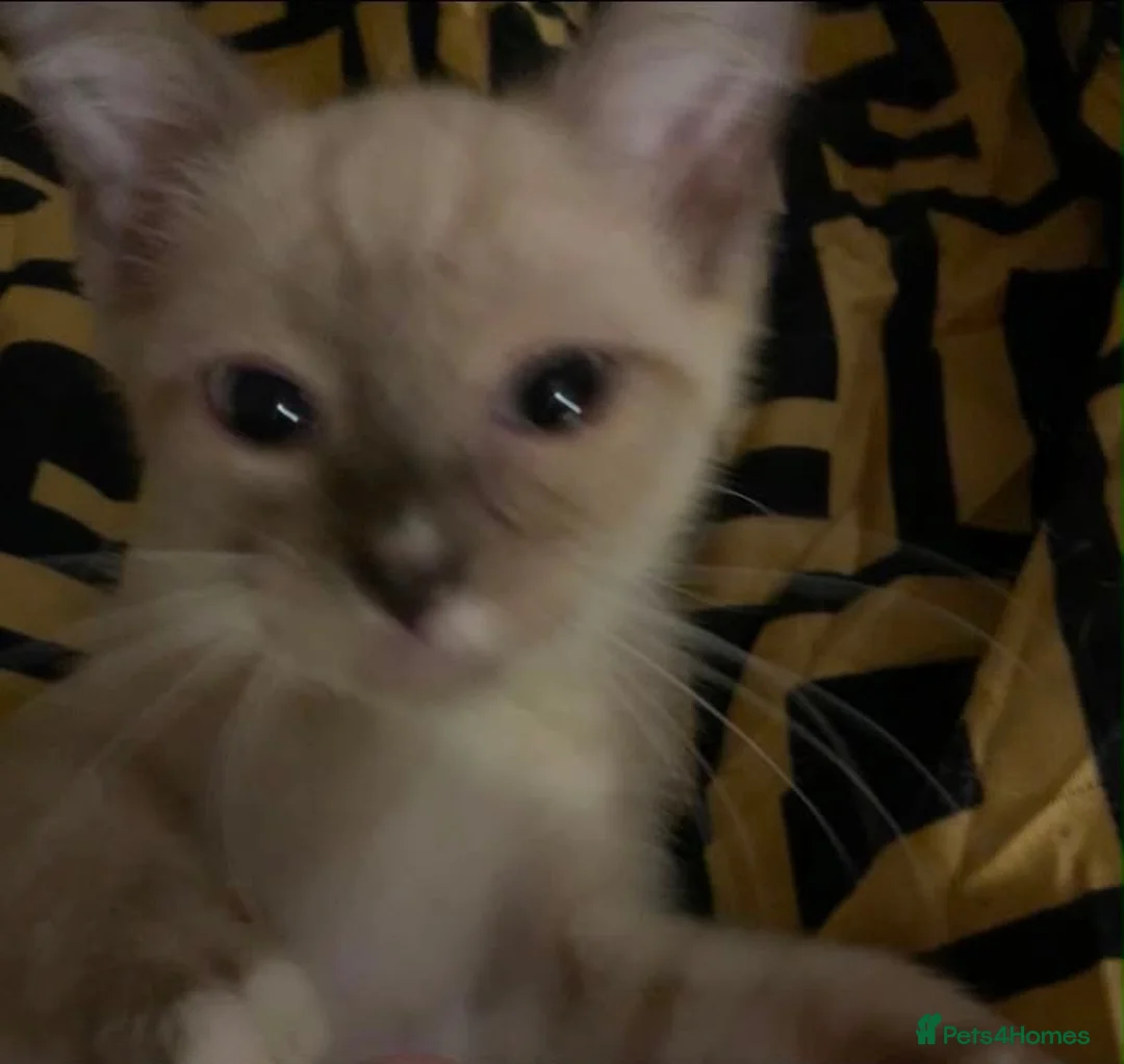 Ragdoll cats for sale: Ragdoll cross kittens  - Advert 9