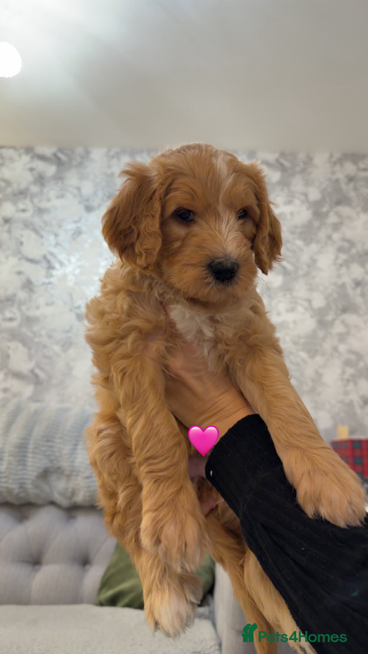 Mixed Breed dogs Stunning litter of Golden Bernadoodles READY 7 FEB - Advert 3