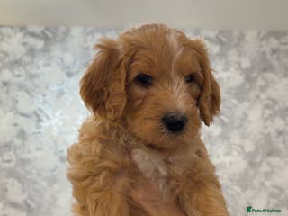 Mixed Breed dogs Stunning litter of Golden Bernadoodles READY 7 FEB - Advert 3