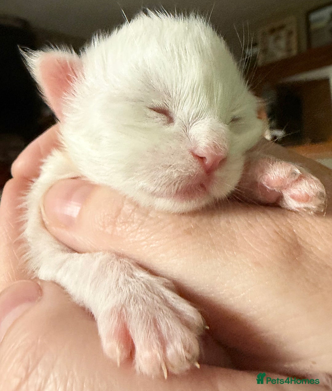 Maine Coon cats for sale: ANDERPRIDE HAVE KITTENS- INTEREST  OPEN  - Image 32