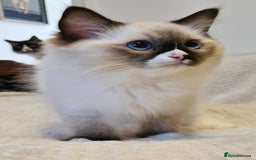 Ragdoll cats for sale: 5 Purebred Ragdolls – Loving Homes Needed - Image 13