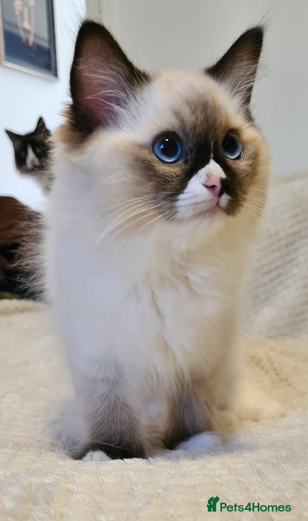 Ragdoll cats for sale: 5 Purebred Ragdolls – Loving Homes Needed - Image 13