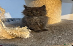 Maine Coon cats for sale: READY NOW - TICA Blue Smoke Maine Coon - Image 4