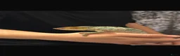 Chameleon reptiles for sale: Male chameleon (aka) Jeff and Viviarum  in Romney Marsh - Advert 4
