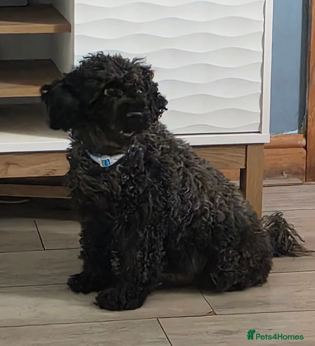Cockapoo dogs for stud: Bear for stud in Telford - Advert 1