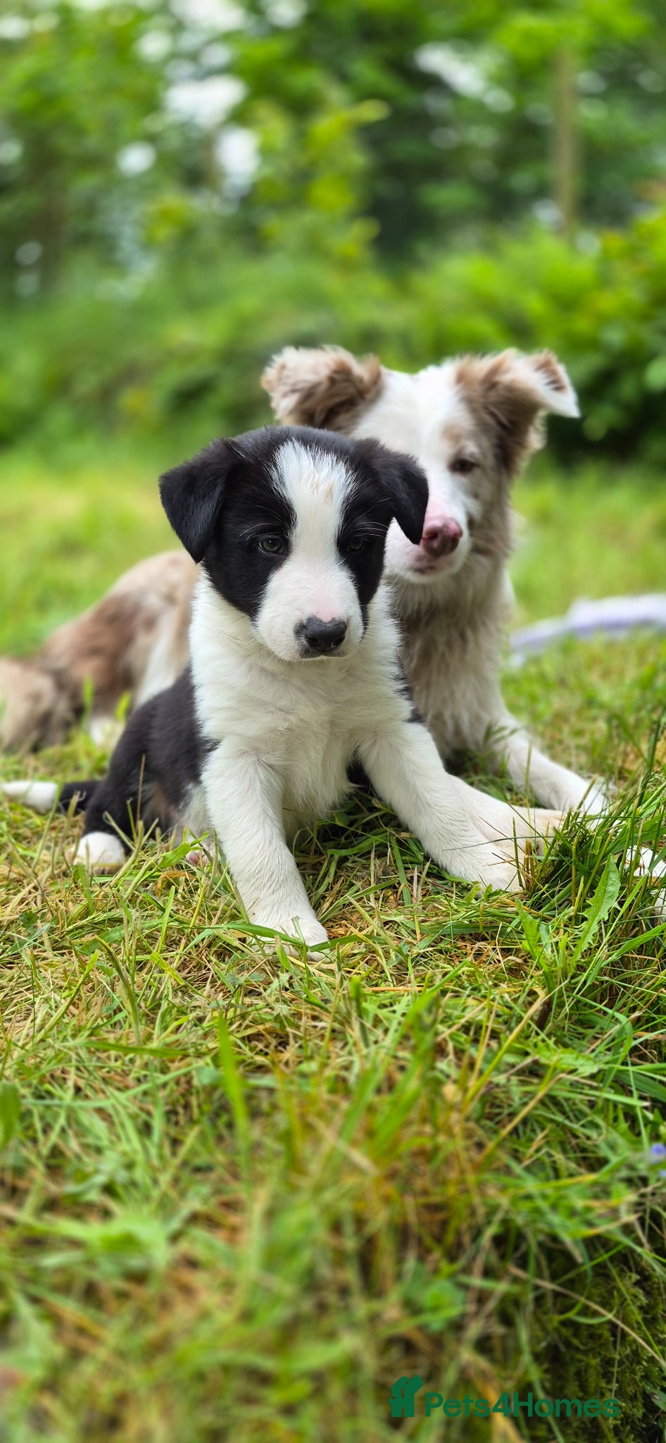 Border Collie dogs Black and White Border Collie boy puppy - Advert 4
