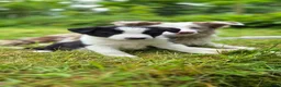 Border Collie dogs for sale: Black and White Border Collie boy puppy - Advert 3