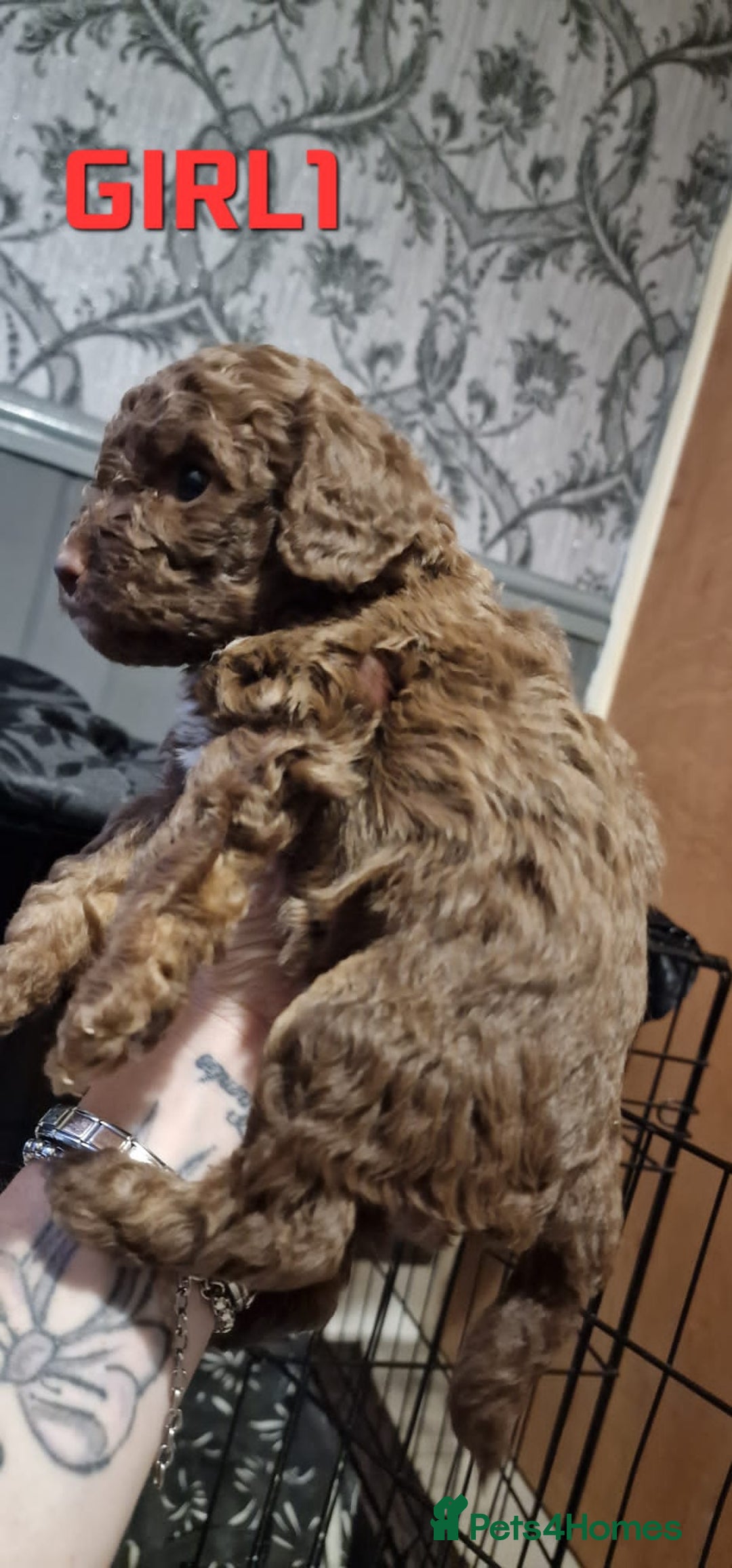 Cockapoo dogs for sale: Cockapoo - Image 8