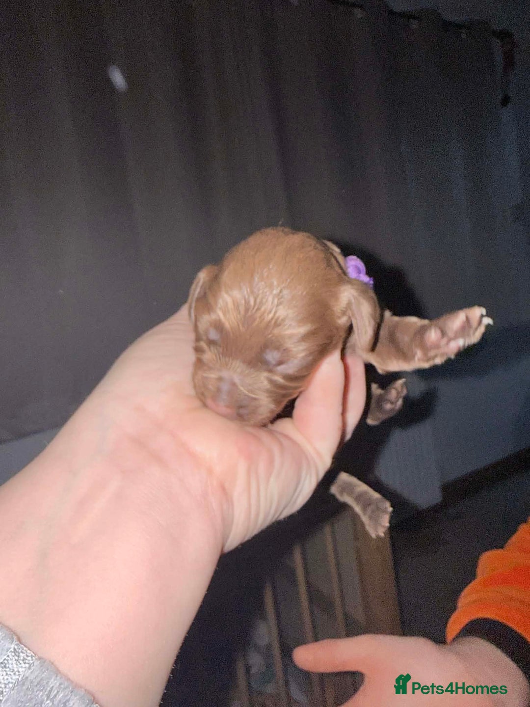 Sprocker dogs for sale: Sprocker Puppies for Sale, Mother Pure Bred Cocker - Advert 11