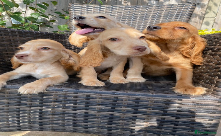 Cocker Spaniel dogs - Advert 3