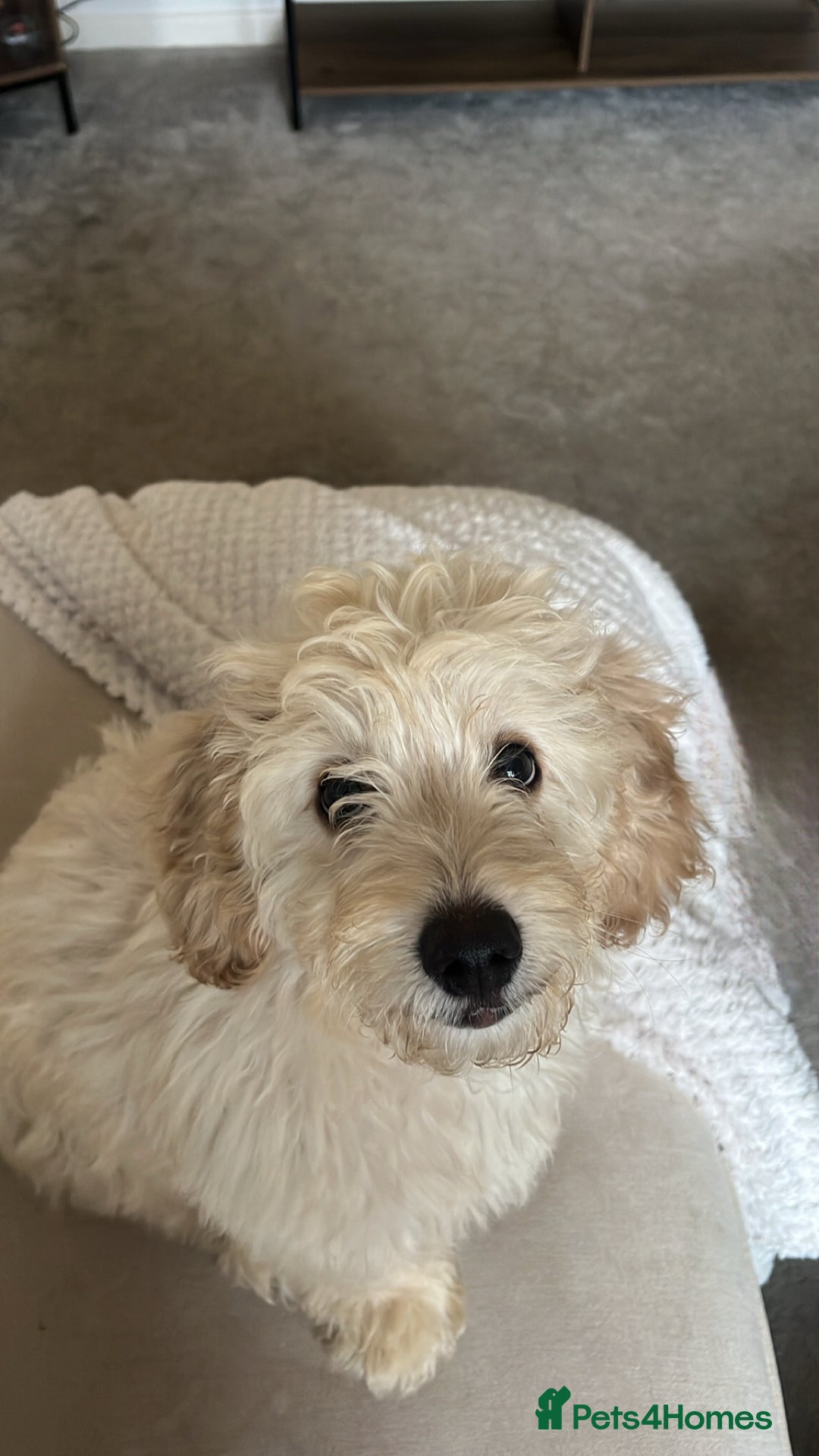 Mixed Breed dogs for sale: Calm, Friendly and Young, Needs a Loving Home  - Advert 5