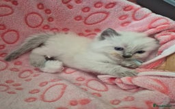 Ragdoll cats for sale: Beautiful Ragdoll Kittens, GCCF & Tica Registered - Image 14