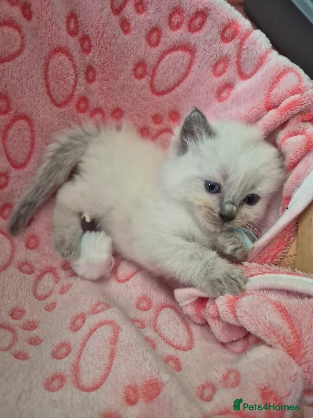 Ragdoll cats for sale: Beautiful Ragdoll Kittens, GCCF & Tica Registered - Image 14