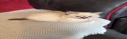 Birman cats for sale: Birman kittens - Advert 5