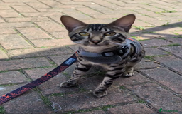 Savannah cats for sale: Savannah Cat Kitten Male - Image 4
