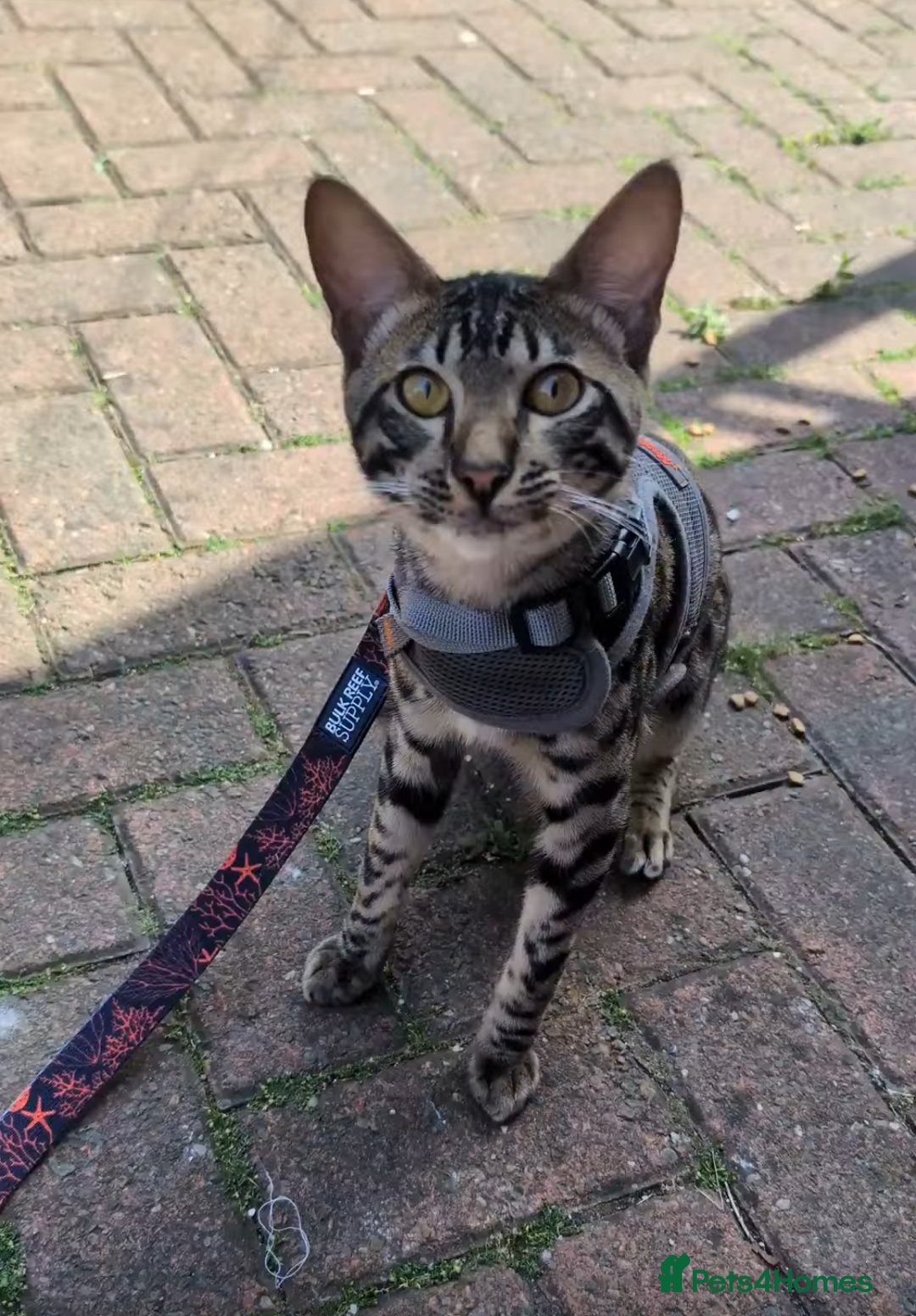 Savannah cats for sale: Savannah Cat Kitten Male - Image 4