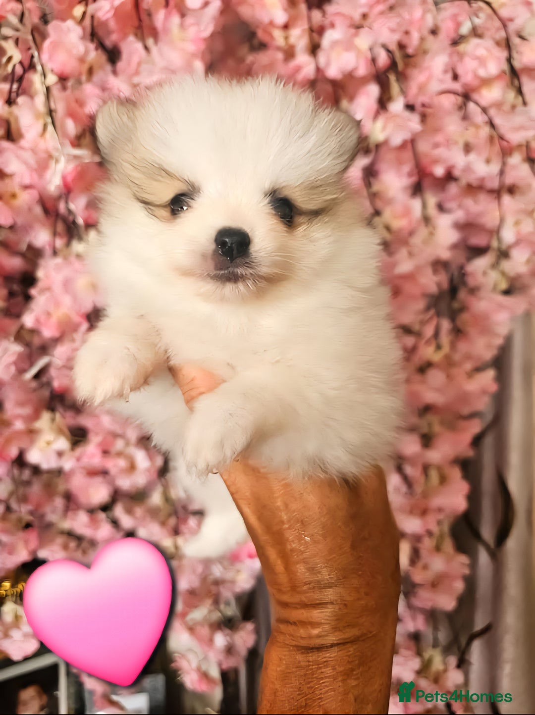 Pomeranian dogs for sale: Waaaaw #SUPERB #POMERANIAN's - Image 2
