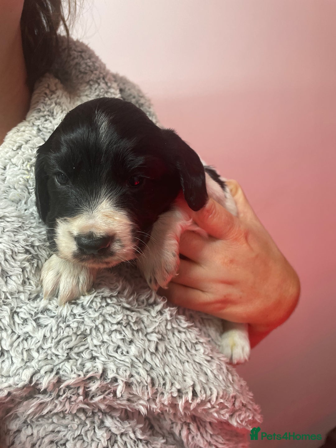 Cocker Spaniel dogs for sale: Cocker Spaniel  - Advert 20