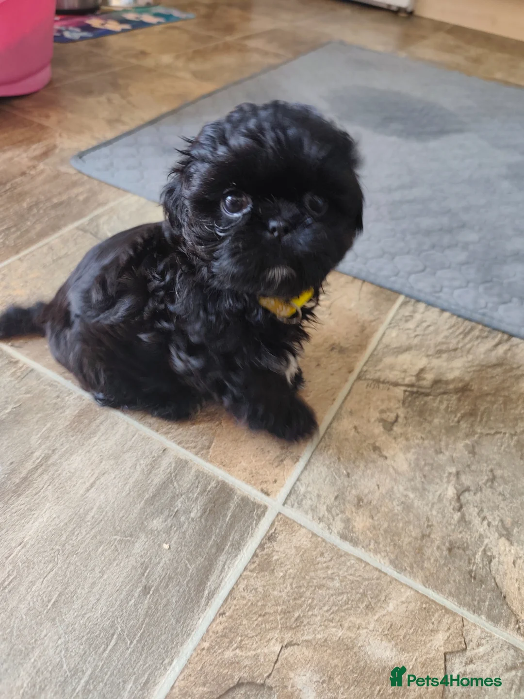 Shih Tzu dogs for sale: Redy Now !!!! Half imperial shih Tzu boy - Advert 2