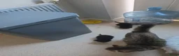 Mixed Breed cats for sale: 3 female kittens in Stoke-on-Trent - Advert 12