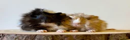 Guinea Pig rodents for sale: Selection of guinea pigs looking for new homes  - Advert 14