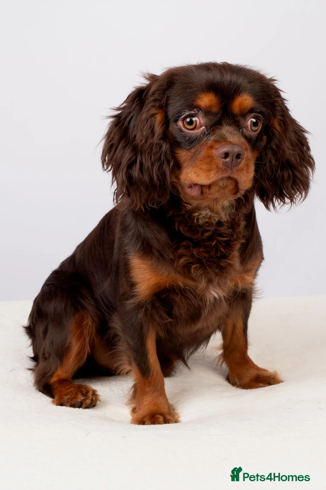 Cavalier King Charles Spaniel dogs for stud: KC REG BROWN & TAN HEALTH TESTED CAV STUD  - Advert 7