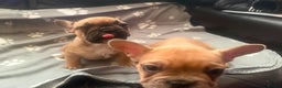 French Bulldog dogs for sale: **Price Reduced** French Bulldog puppies for sale  - Advert 3