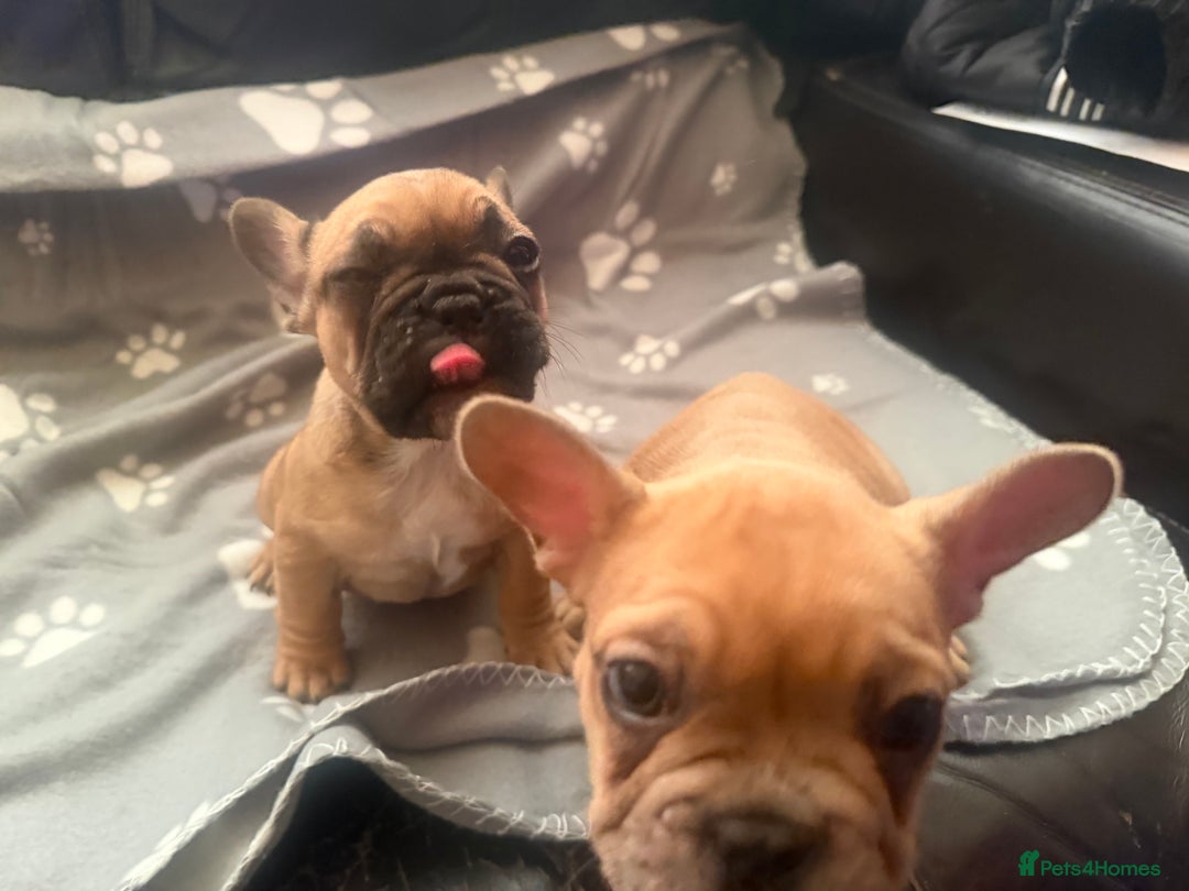 French Bulldog dogs for sale: Beautiful French Bulldog puppies for sale  - Image 3