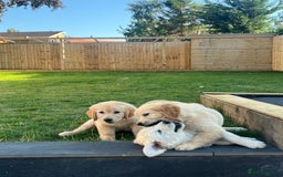 Golden Retriever dogs for sale: Teddy Bear Goldies - Image 7