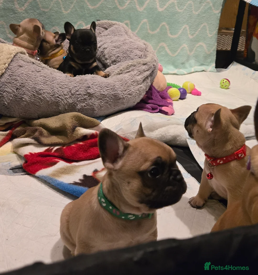 French Bulldog dogs for sale: French bulldog puppies.  - Advert 5