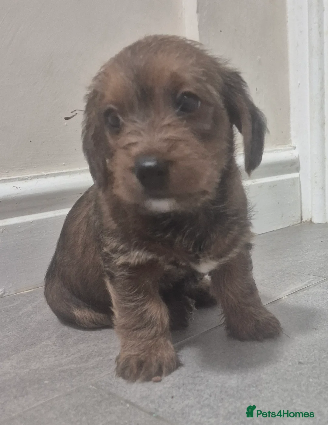 Jackapoo dogs for sale: Jackapoo type pups - Advert 12