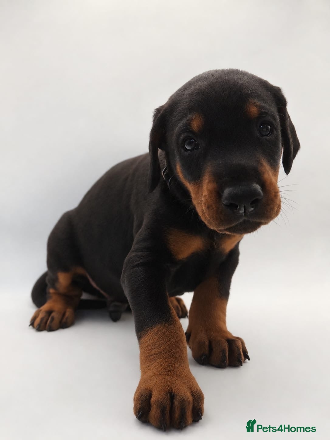 Dobermann dogs KC registered Doberman Puppies | 1 Boy & 4 Girls - Advert 2