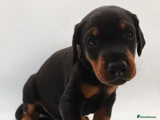 Dobermann dogs KC registered Doberman Puppies | 1 Boy & 4 Girls - Advert 2