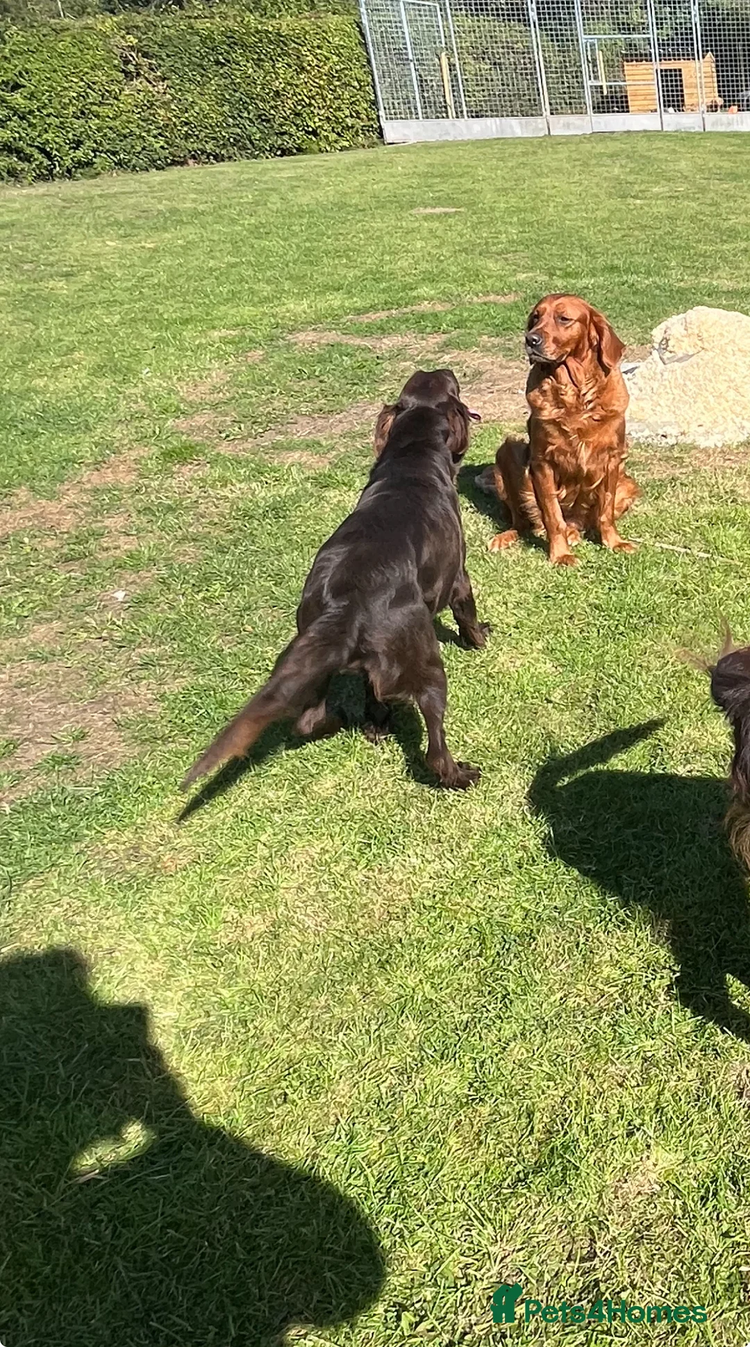 Flat coated Retriever dogs for sale: 16 months old , liver bitch  - Advert 4