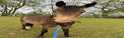 Cleveland Bay horses for sale: Bambi  in Nuneaton - Advert 3
