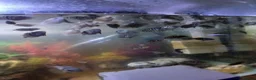 Cichlids fish for sale: Cichlids in Sheffield - Advert 7