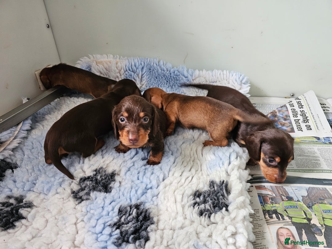 Miniature Dachshund dogs for sale: 4 beautiful wire haired daschunds  - Image 7