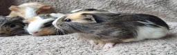 Guinea Pig rodents for sale: Adorable baby guineas - Advert 8
